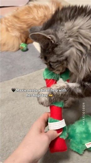 🔊Maine Coon Cats 😼 vs Catnip 🍀 The Aftermath 🙈