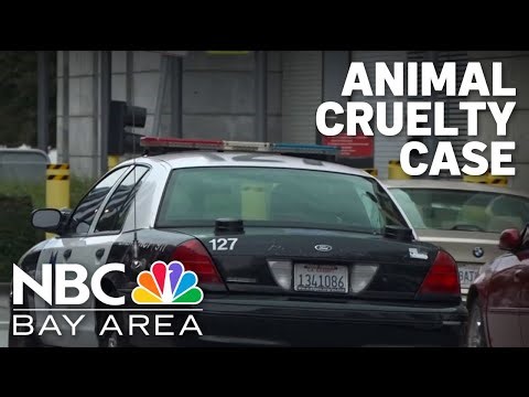 SF man arrested, dog dead in ‘extremely disturbing' animal cruelty case