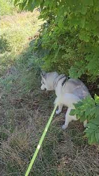 checking out the creek husky style