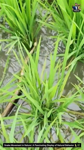 Snake Movement in Nature | A Fascinating Display of Natural Behavior #animals #wildliferescue #snake