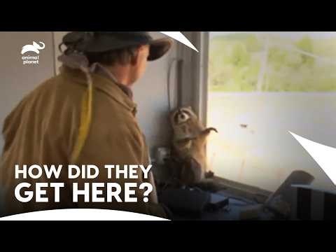 Turtleman’s Rescue Calls Take Him To Unexpected Places | Call of the Wildman S1