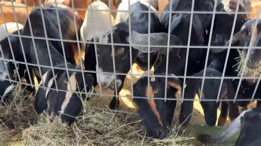 Dairy farm forced to pause operations after dozens of goats are killed