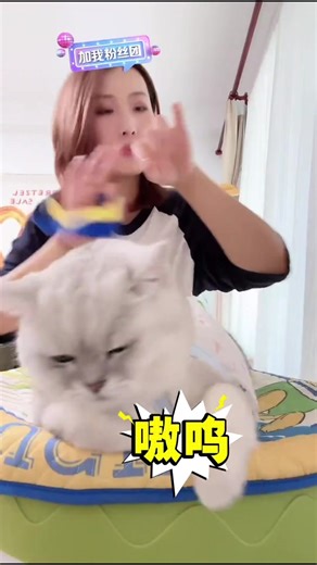 Hoàng thượng giá đáo #meow | cat meow