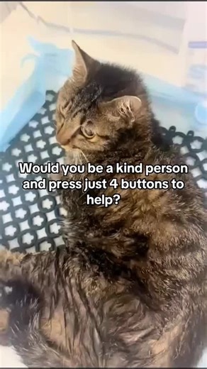 🚨 Urgent support needed for Maka 💔\\nMaka was first believed to have been hit by a car. An X-ray showed a fracture, and for three long months he stayed confined, patiently taking his medication and trying to heal. We truly believed he was getting better…\\nBut he wasn’t.\\nA second X-ray revealed the real cause of his pain — a diaphragmatic hernia, a life-threatening condition that can only be fixed with surgery. Right now, Maka is fighting to breathe and survive.\\nHe urgently needs surgery t