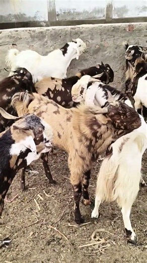 Amazing Giant Goats at a Beautiful Goat Farm 🐐🌿#desert #shorts#goat