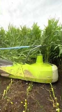 🌽🚜 Mega Corn Farming & Harvester Harvesting | Powerful Farming 😱🔥 #shorts #corn #farming #harvester
