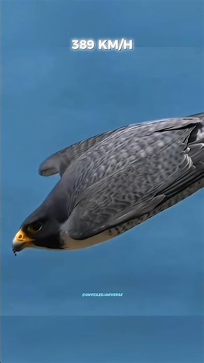 Fastest Animals In The World Ranked #science #sciencefacts