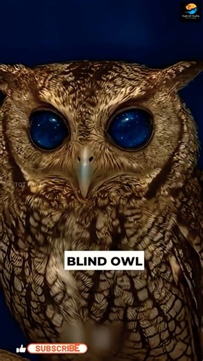 Owl's Eyes look like the Universe ll TOT FACTS