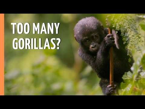 Gorillas: Too Many? The Crisis Behind the Comeback