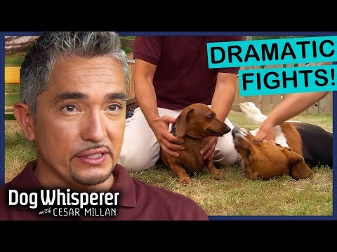 Top 5 Most Intense Dog Showdowns | Dog Whisperer With Cesar Millan