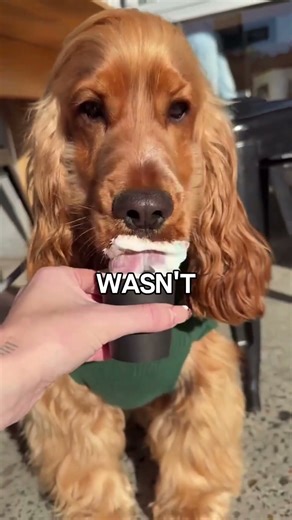 🐶☕ STARBUCKS SECRET MENU ITEM FOR DOGS?! (THE PAPPUCCINO STORY)