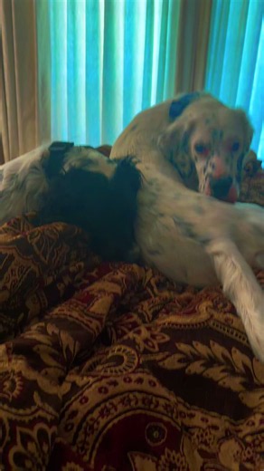 Lazy Calvin and Hobbes Post Hike and SwimDay, #dog #dogs #puppy #englishsetters #dogsoftiktok