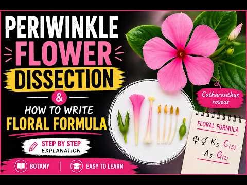 Periwinkle Flower Dissection 🌺 | Step-by-Step Practical Biology | Bioscopy Lab| Apocynaceae Family