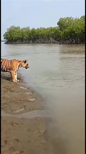 Discovering Africa's Safari Wonders