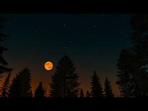 Relaxing Twilight Forest Dusk Ambience🌲🌙Night Ambience ASMR Cricket Sound Chirping for Sleep & Relax