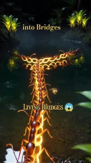 “The Ants That Build Living Bridges 😳 | Nature’s Tiny Engineers”