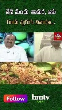 తేనె మంచు, తామర, ఆకు గూడు పురుగు నివారణ