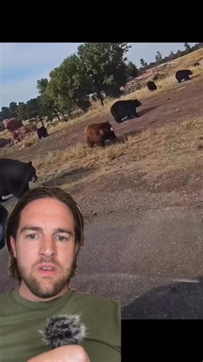 All of the grizzly bears started leaving Yellowstone National Park this morning… And it is baffling scientist #bear #grizzlybears #fyp #yellowstone #foryou #foryoupage | Scott Whitehead