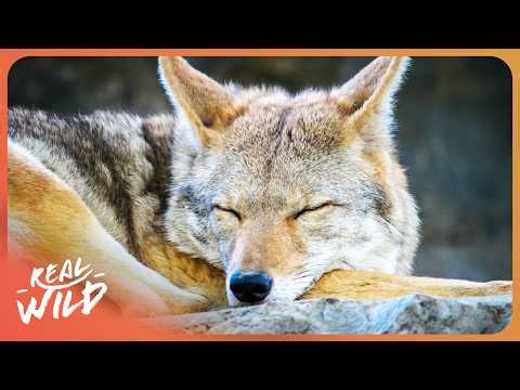 3 Hours of Relaxing Animal Documentaries To Fall Asleep To