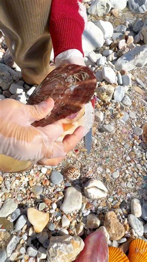 Giant Pearl Scallops vs. Freshwater Snails: Which Makes More Pearls?