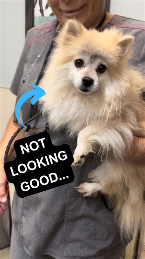 This Pomeranian needs help right away 😢 Animal Friends of the Valleys | Rocky Kanaka
