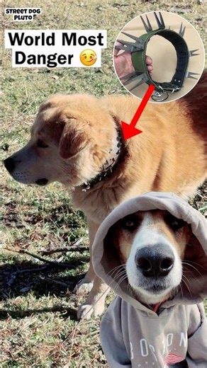 Dangerous Dog In The World 😱