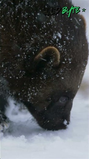 How can this animal’s fur fight Arctic cold? 😳