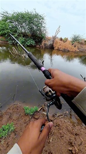 USING SOFT LURE TO CATCH BIG FISH IN BACK WATERS | live fish strike | spinning rod #Fishing
