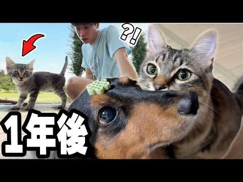 学校に現れた迷子の子猫と、臆病な犬が仲良くなるまで【1年間の記録】