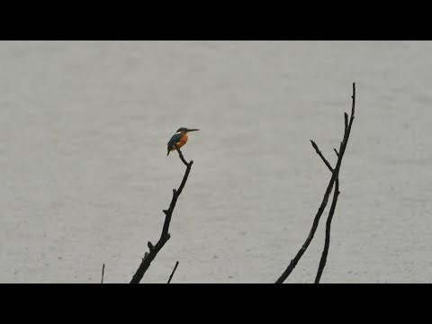 【雨の日】枯れ木に止まるカワセミと、静かな雨音の調べ