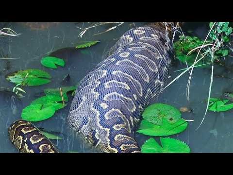 🚨 We found the biggest snake ever in the African savanna, a giant snake! Unbelievable!