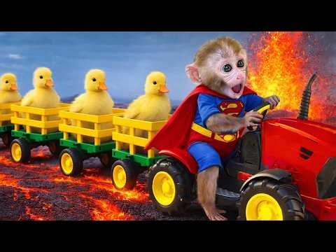 Baby monkey Bim Bim becomes Superman, saving the erupting lava flow
