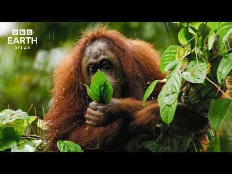 Earth Day - Relax In Nature - 24 Hour Livestream! 🌎