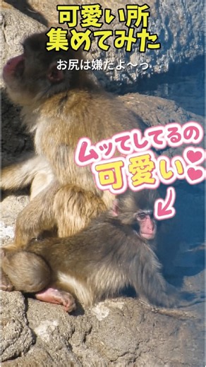 【激カワ】怒られてしょぼん…からの甘えっぷりが反則級なパンチ君 #がんばれパンチ #パンチくん #市川市動植物園 #punch