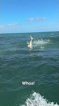 Scary Moment Man Is Surrounded By Sharks In A Feeding Frenzy #shorts