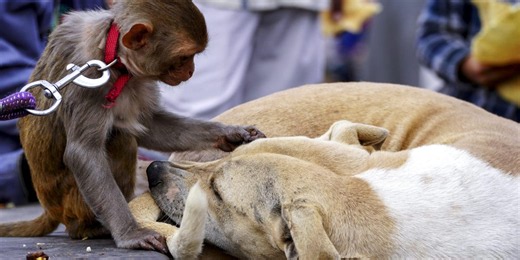427 cases going back 50 years show monkeys keep pets, too — shedding a light on the origins of animal friendship