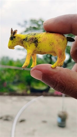 ASMR AMERICA'S🍎🥰🍎🤣🍿ORIGINAL DUBBLE BUBBLE GUM (ALL 5 FLAVORS) CHALLENGE!