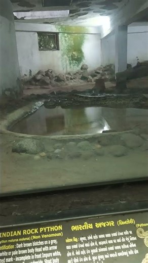 Indian Rock Python 🐍#python #rockpython #zoo