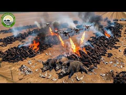 Wild Boars Out of Control –Why American Farmers Don't Eat Millions of Wild Boars