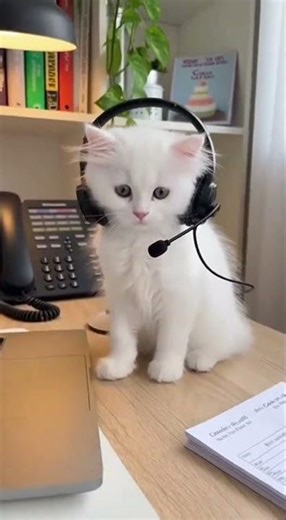 A Super Fluffy Kitten – is working as a Bakery Customer Service Representative
