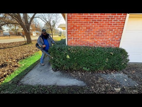 THEY CALLED ME CONFUSED — Asking Why I Cleaned Up These LEAVES for FREE (Solo Job)