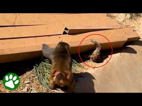 Family Tries To Save Trapped Baby Monkey From Collapsed Bridge
