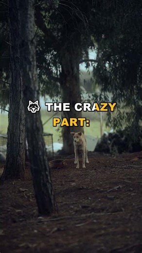 Can Wolves Break Physics? Speed Limits Explained