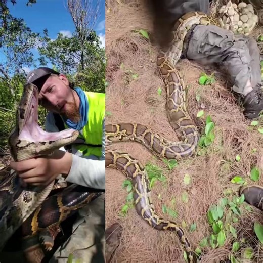 WOW🚨: Snake hunter in the Florida Everglades just found TWO massive Burmese python nests right next to each other… with a combined total of 120 eggs 🤯Invasive species are absolutely out of control down there.🎥: @LASHYBILLS
