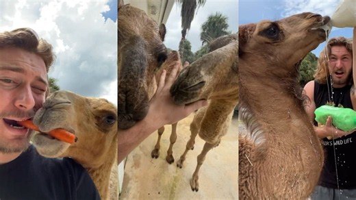 Camel compilation 1