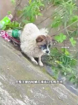 小狗为了拯救不幸落水的妈妈，它在马路上无助的向过路行人求救 #万物皆有灵性 #神奇动物在抖音 #救助动物 #毛孩子