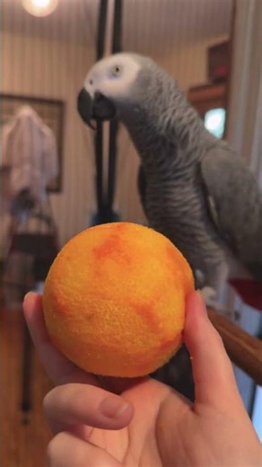 Apollo Reacts to Orange 🍊