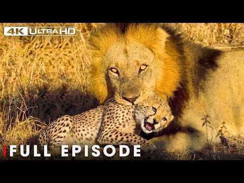 African Savannah | The Price of Surviving the Lion | FULL EPISODE | Wildlife Documentary