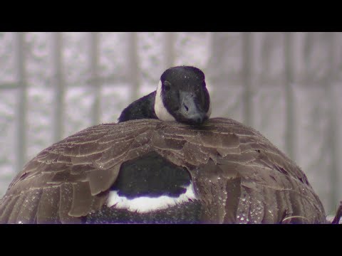 Milton man charged in goose attack