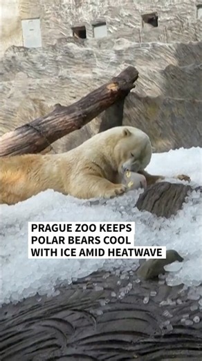 Prague zoo keeps polar bears cool with ice amid heatwave | AFP